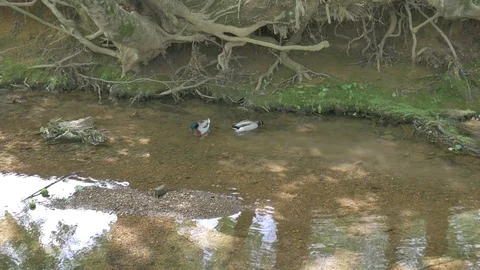 Ducks in a pond Stock Footage 76009261