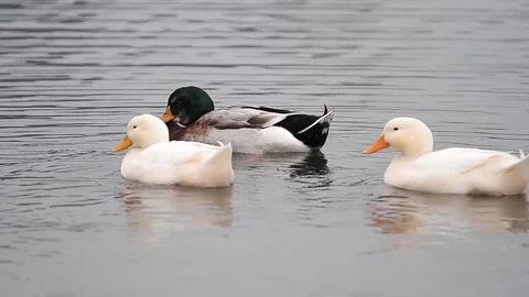 Ducks on pond Stock Footage 77049467