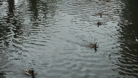 Ducks in the pond Stock-Footage 77536961
