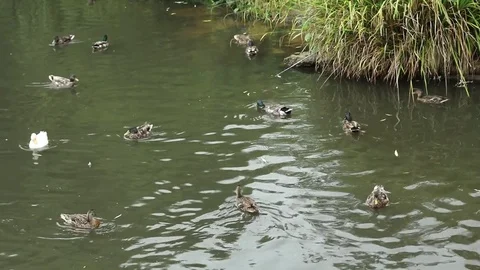 Ducks in the pond Stock-Footage 77537253