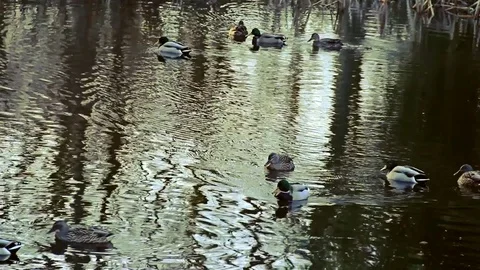 Ducks on a pond Stock Footage 77863271