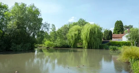 Ducks in a pond Video stock 78669102