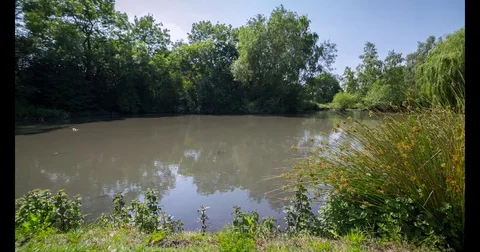 Ducks in a pond Video stock 78670179