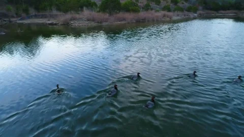 Ducks On Pond Stockbeeldmateriaal 80604883