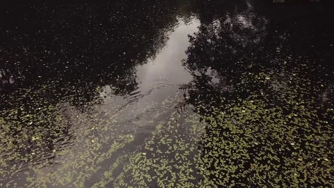 Ducks in the pond Stock Footage 83573378