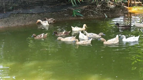 Ducks on the pond Stock Footage 84251490