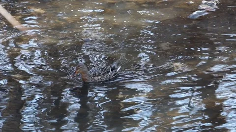 Ducks in the pond Video stock 87356491