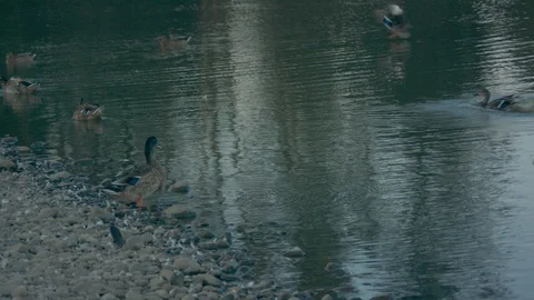 Ducks in a Pond Stock Footage 90149697