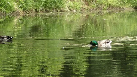 Ducks in the pond Stockbeeldmateriaal 90964614