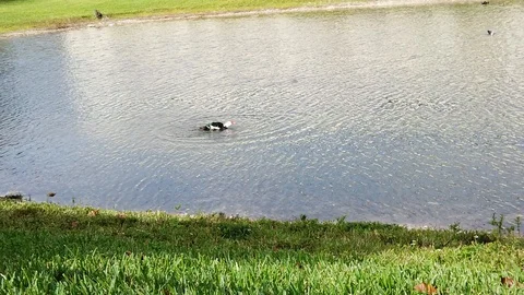 Ducks in pond Stock Footage 100380715