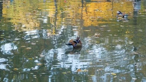 Ducks in the pond Stock Footage 101979080