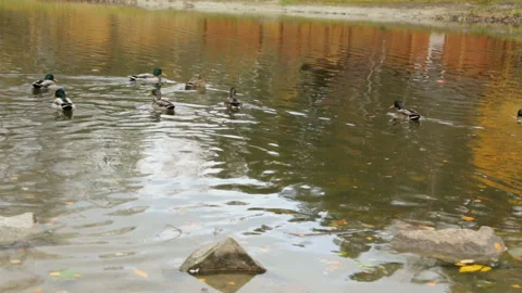 Ducks in the pond Stock Footage 102848655