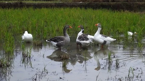 Ducks in а pond Stock Footage 104412373