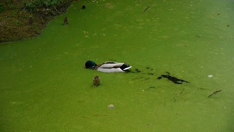 Ducks on pond Stock Footage 112695873
