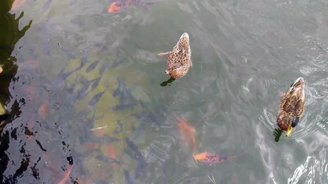 Ducks in the pond Vídeo Stock 115369803