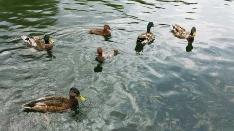 Ducks in the pond Видео 115369952