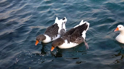 Ducks on a pond Stock Footage 116748397