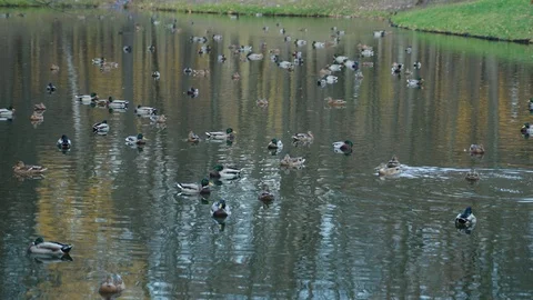 Ducks on the pond Stock Footage 117921683