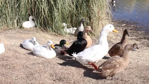 Ducks at a pond Stock Footage