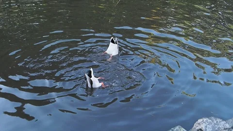 Ducks in the pond Stock Footage 124668960