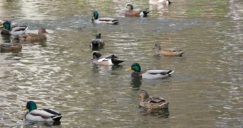 Ducks in the pond Stock Footage 124669002