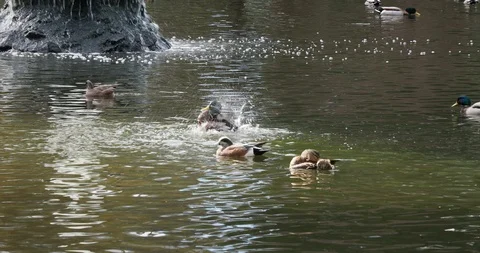 Ducks in the pond Stock Footage 124669136