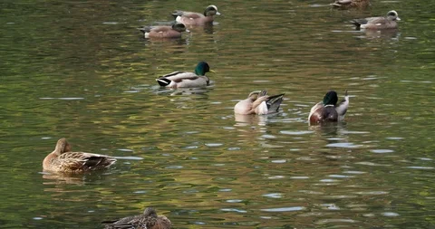Ducks in the pond Stock Footage 124669157