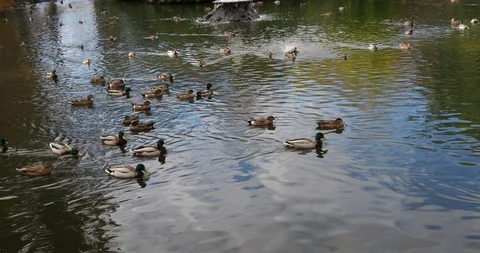 Ducks in the pond Stock Footage 124669217