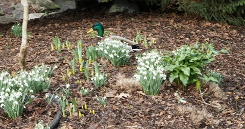 Ducks in the pond Stock Footage 124670535