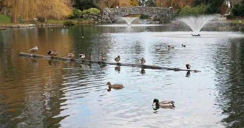 Ducks in the pond Stock Footage 124670579