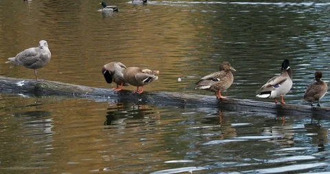 Ducks in the pond Stock Footage 124670654