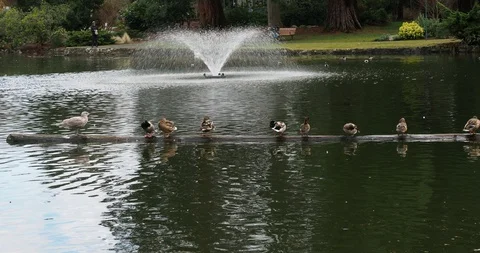 Ducks in the pond Stock Footage 124670836