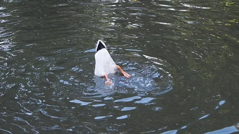 Ducks in the pond Stock Footage 124671004