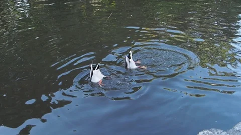 Ducks in the pond Stock Footage 124671135