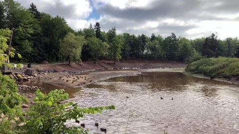 Ducks in Pond 動画素材 125024815