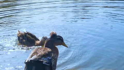 Ducks in the pond Stock Footage 127271722