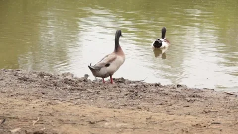 Ducks on a pond Stock Footage 131720812