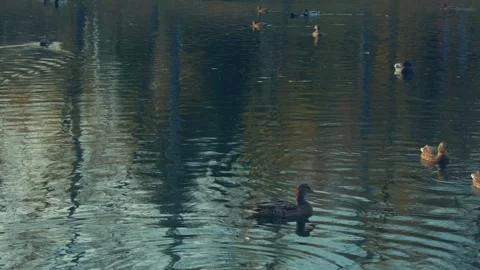 Ducks On A Pond Stock Footage