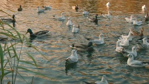Ducks On A Pond Vidéo 146587913