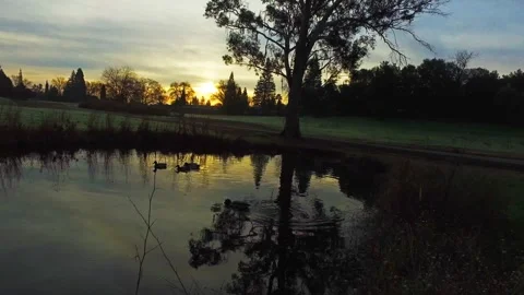 Ducks in the Pond Video stock 146677444