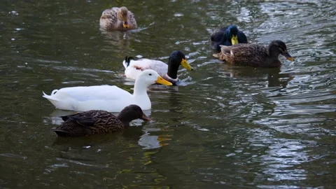 Ducks on a pond Stock Footage 153799623
