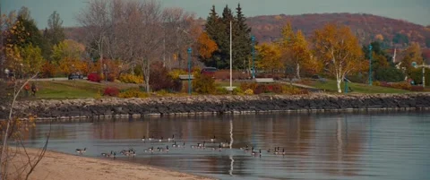 Ducks in pond Stock Footage 155550918