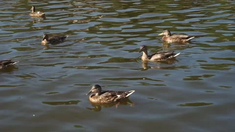 Ducks in the pond Stock Footage 163566771