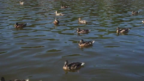 Ducks in the pond Stock Footage 163566838