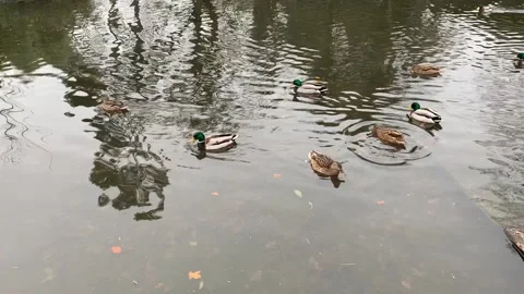 Ducks in Pond 動画素材 166975872