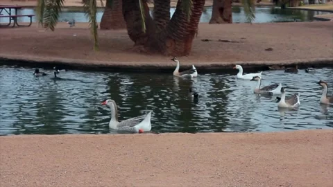 Ducks in a pond Stock Footage 167519439