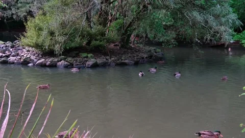 Ducks In A Pond Stock Footage 195364712