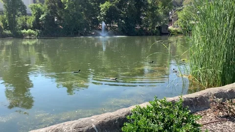 Ducks in a pond Stock Footage 214093868