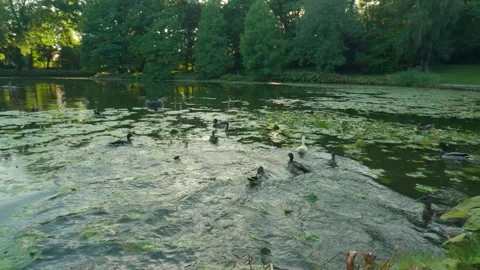 Ducks in the pond Stock Footage 249828473