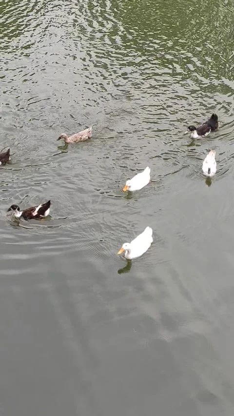 Ducks In The Pond Video stock 272449819